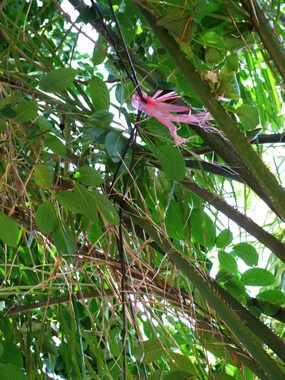 www.thai-dk.dk/uploads/Blandede Billeder 004.JPG